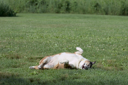20250627_Dog Park__DSC0297_.jpg