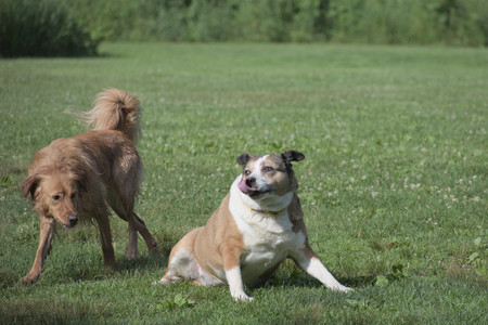 20250627_Dog Park__DSC0302_.jpg