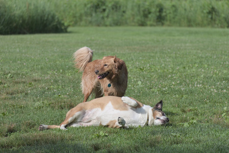 20250627_Dog Park__DSC0309_.jpg