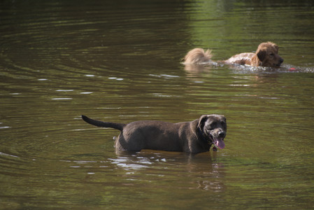 20250627_Dog Park__DSC0330_.jpg