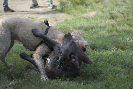 20250627_Dog Park__DSC0349_.jpg