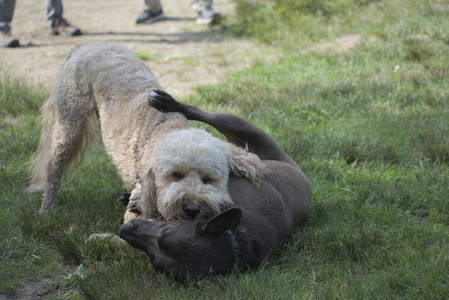 20250627_Dog Park__DSC0352_.jpg