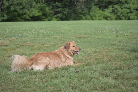 20250627_Dog Park__DSC0359_.jpg