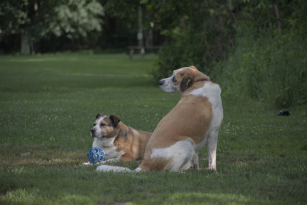 20250627_Dog Park__DSC0365_.jpg