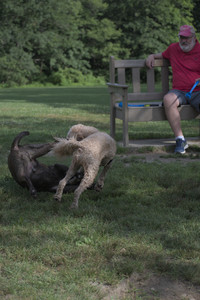 20250627_Dog Park__DSC0367_.jpg
