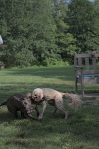 20250627_Dog Park__DSC0368_.jpg