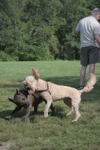 20250627_Dog Park__DSC0372_.jpg