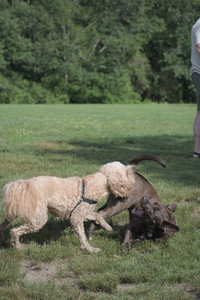 20250627_Dog Park__DSC0378_.jpg