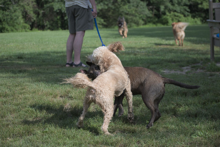 20250627_Dog Park__DSC0384_.jpg