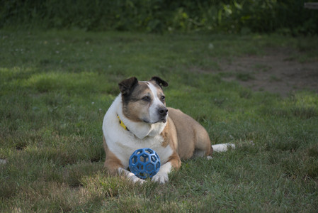 20250627_Dog Park__DSC0392_.jpg