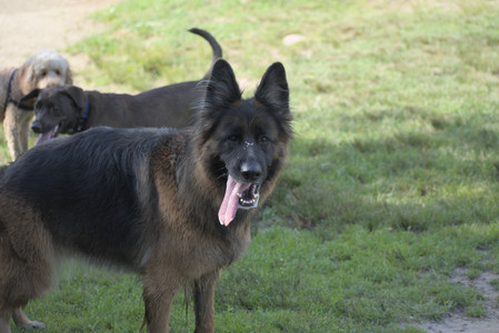 20250627_Dog Park__DSC0402_.jpg