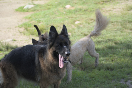 20250627_Dog Park__DSC0408_.jpg