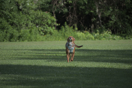 20250627_Dog Park__DSC0413_.jpg