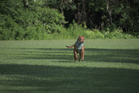20250627_Dog Park__DSC0414_.jpg
