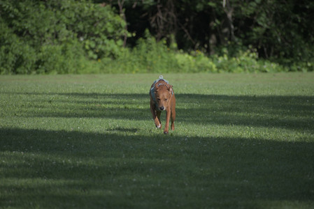 20250627_Dog Park__DSC0416_.jpg