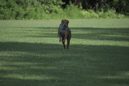 20250627_Dog Park__DSC0420_.jpg