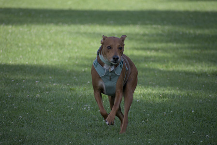 20250627_Dog Park__DSC0427_.jpg