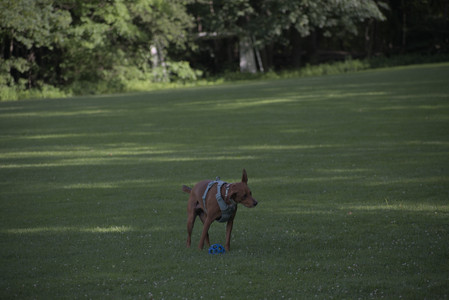 20250627_Dog Park__DSC0432_.jpg