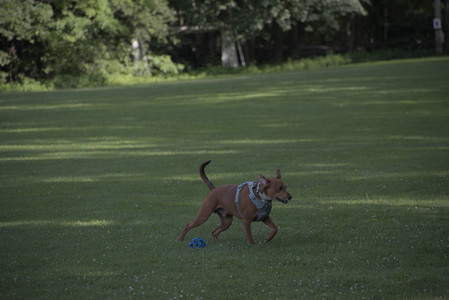 20250627_Dog Park__DSC0434_.jpg