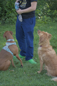 20250627_Dog Park__DSC0441_.jpg