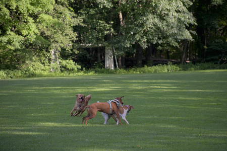20250627_Dog Park__DSC0458_.jpg