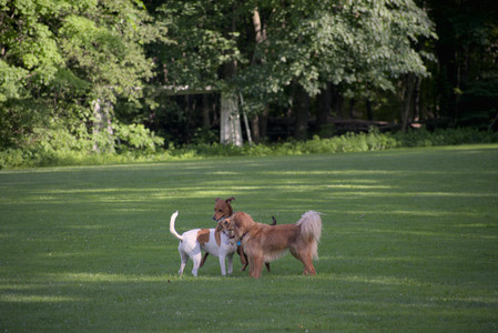 20250627_Dog Park__DSC0468_.jpg