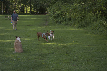 20250627_Dog Park__DSC0469_.jpg