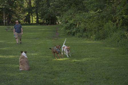 20250627_Dog Park__DSC0470_.jpg