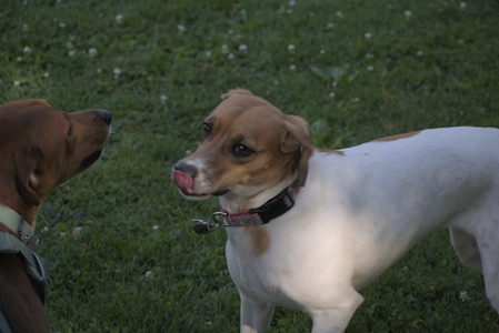 20250627_Dog Park__DSC0474_.jpg
