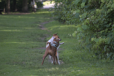 20250627_Dog Park__DSC0478_.jpg