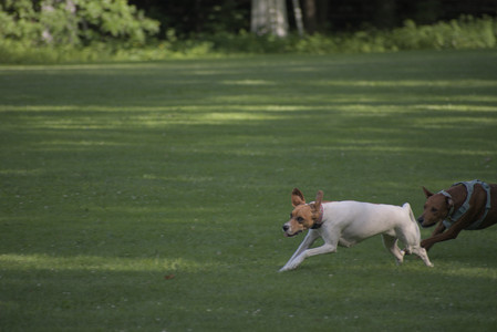 20250627_Dog Park__DSC0481_.jpg