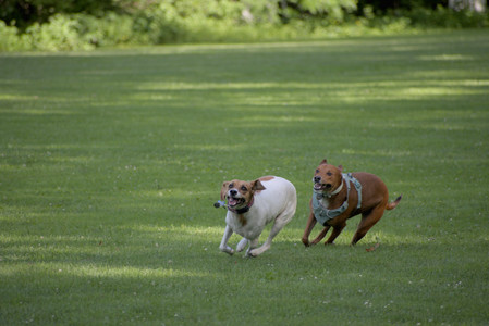 20250627_Dog Park__DSC0483_0.jpg