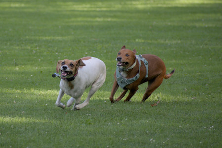 20250627_Dog Park__DSC0483_1.jpg