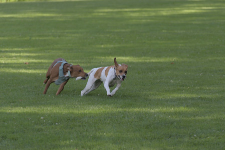 20250627_Dog Park__DSC0488_.jpg