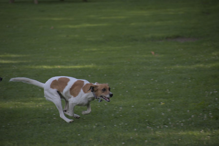 20250627_Dog Park__DSC0489_.jpg