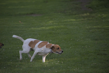 20250627_Dog Park__DSC0490_.jpg