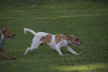 20250627_Dog Park__DSC0491_.jpg