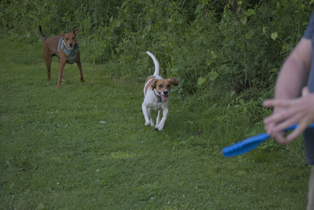 20250627_Dog Park__DSC0492_.jpg