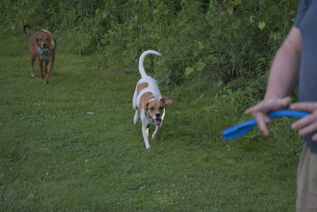 20250627_Dog Park__DSC0493_.jpg