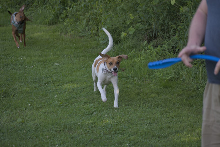 20250627_Dog Park__DSC0494_.jpg