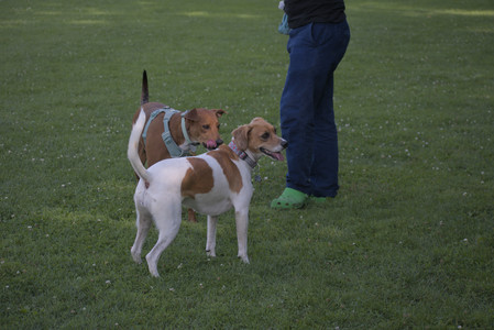 20250627_Dog Park__DSC0501_.jpg