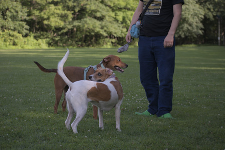 20250627_Dog Park__DSC0506_.jpg