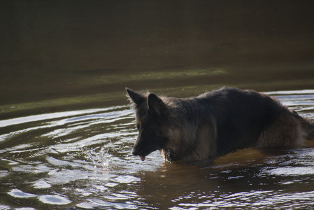 20250627_Dog Park__DSC0515_.jpg