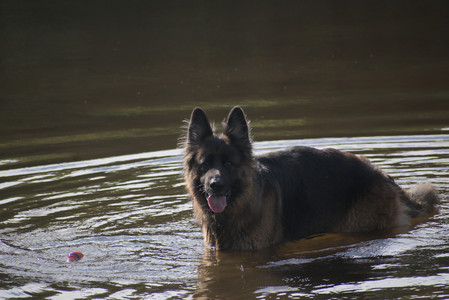 20250627_Dog Park__DSC0518_.jpg