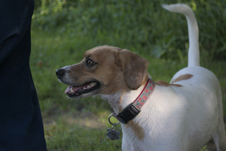 20250627_Dog Park__DSC0536_.jpg