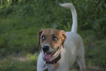20250627_Dog Park__DSC0540_.jpg