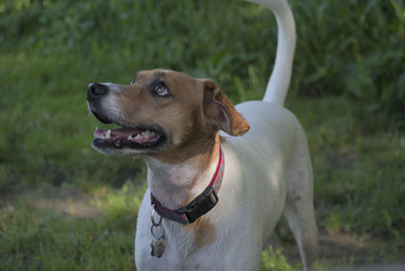 20250627_Dog Park__DSC0541_.jpg