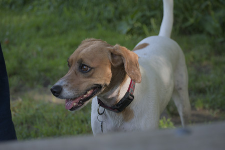 20250627_Dog Park__DSC0542_.jpg