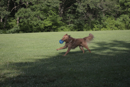 20250627_Dog Park__DSC0543_.jpg
