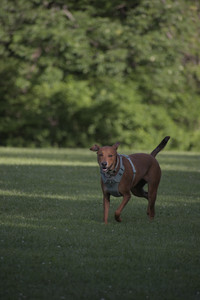 20250627_Dog Park__DSC0554_.jpg